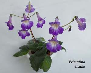 Primulina (Chirita) Atsuko